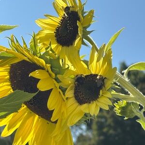 Meet your Posher, Suzanne